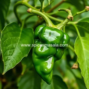 Artistic representation for Comprehensive guide to cameroon pepper: history, varieties, cultivation, and uses!